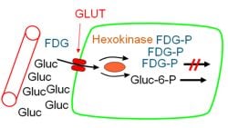 Druesukker (Gluc) blir tatt opp i cellene med ein glukose-transporter (GLUT) same som den fluor-merkede varianten.illustrasjon